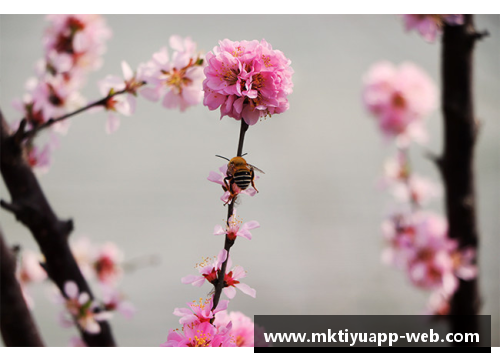 蝶恋花香，蜂采蜜意——探寻繁花似锦的多情季节